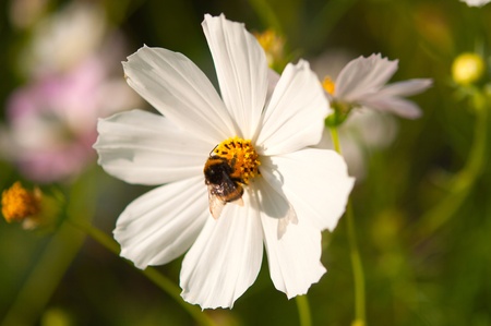 bumble bee on a flower in a meadow