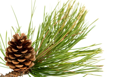 branch with pine cone on white background