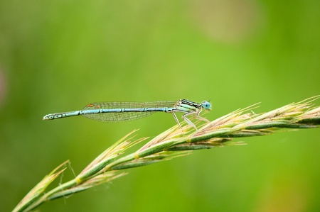 dragonfly sitting on a blade of grass