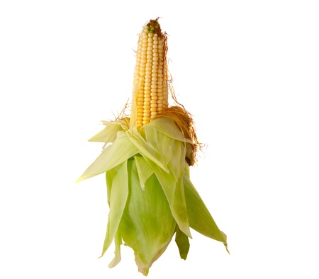 corn on the cob isolated on white backgroundの写真素材