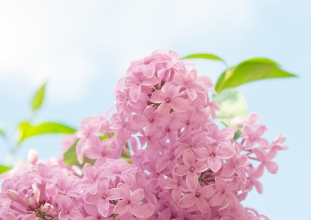 lilac on blue sky background