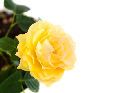 yellow rose isolated on white backgroundの写真素材