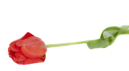 red tulip isolated on white backgroundの写真素材