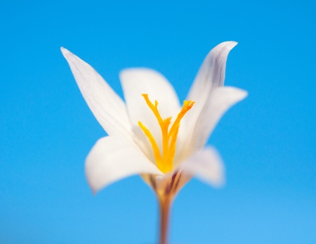 crocus against the blue sky