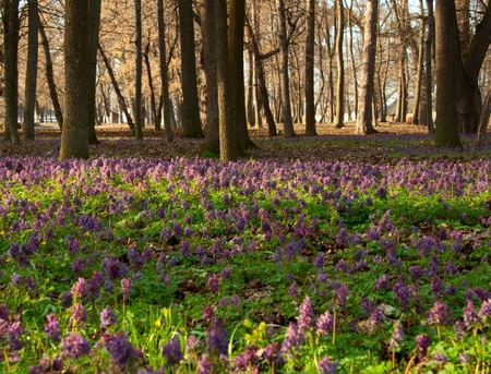 The first spring flowers in wood