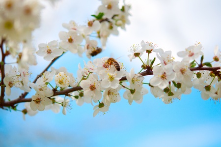 white cherry flowers on spring time