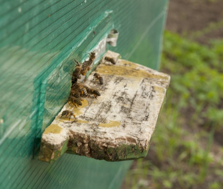 a hive of bees collecting honey