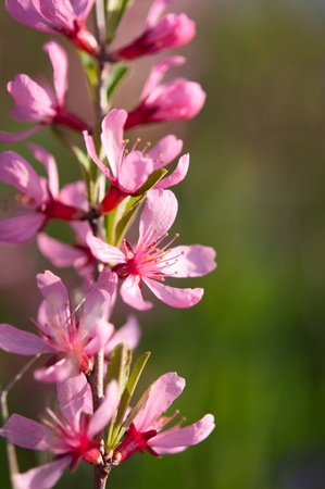Spring branch with flowers of almondの写真素材