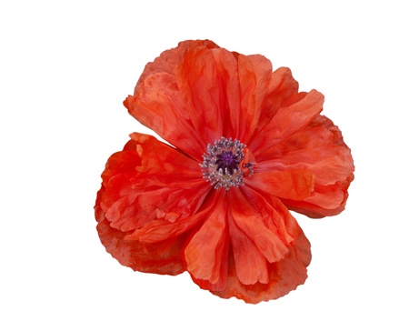 red poppy isolated on white backgroundの写真素材