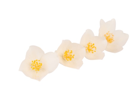 Jasmine isolated on white backgroundの写真素材