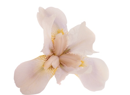 Beautiful irises isolated on whiteの写真素材
