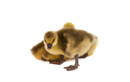 little gosling isolated on white backgroundの写真素材