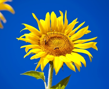 Sunflower on blue sky backgroundの写真素材