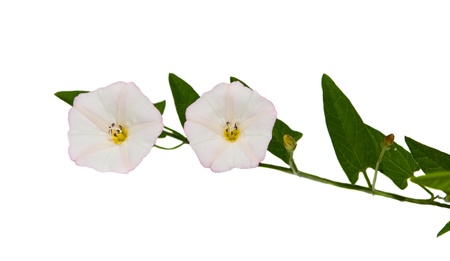 Hedge Bindweed Calystegia sepium (Convolvulus sepium) flower in white and pink color