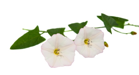 Hedge Bindweed Calystegia sepium (Convolvulus sepium) flower in white and pink color