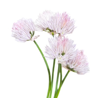 marguerite isolated on a white backgroundの写真素材