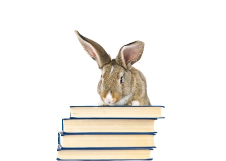 rabbit isolated on white backgroundの写真素材