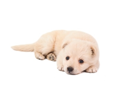puppy isolated on white backgroundの写真素材
