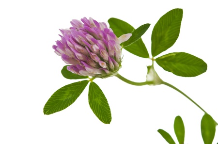 clover isolated on white background