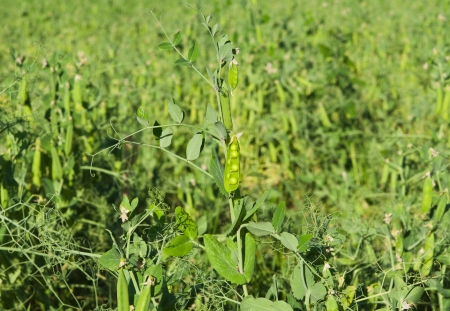 Peas growing in a fieldの写真素材