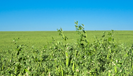 Peas growing in a fieldの写真素材