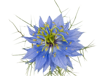 Cornflower isolated on white backgroundの写真素材