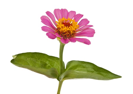 Pink Zinnia isolated on white backgroundの写真素材
