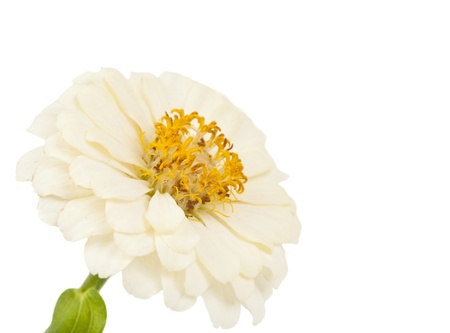 white flower of zinnia macro isolated on white backgroundの写真素材