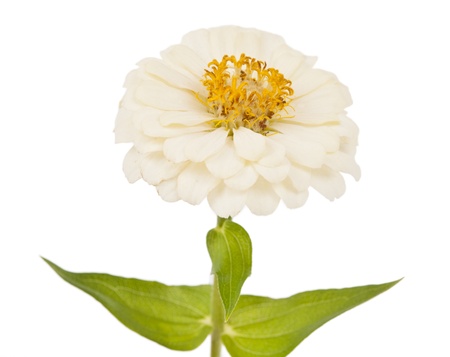 white flower of zinnia macro isolated on white backgroundの写真素材