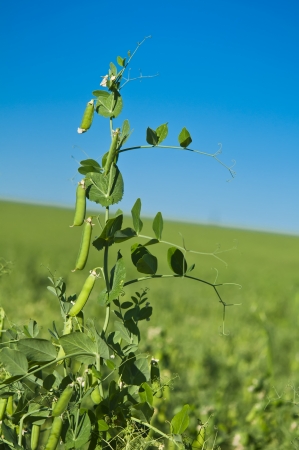 peas growing on the farmの写真素材