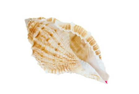 shell isolated on white background