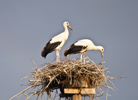 Storks in the nest against the gray skyの写真素材