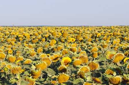 Endless field of yellow sunflowers.の写真素材