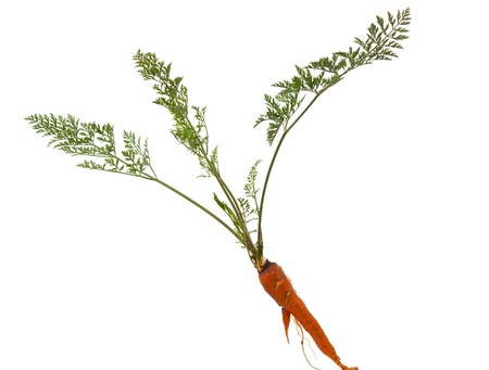 carrot isolated on white backgroundの写真素材