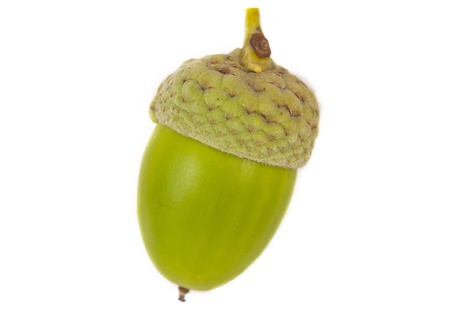 Green Acorn on isolated on white backgroundの写真素材