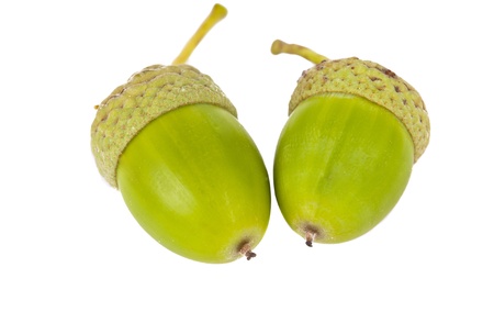 Green Acorn on isolated on white backgroundの写真素材