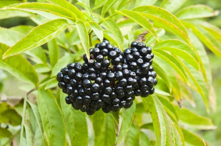 Elder berries growing on a meadow