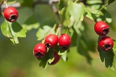Hawthorn branch close to the red ripe berriesの写真素材