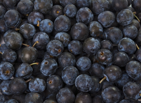 background or texture image of wild Hedgerow Sloes の写真素材