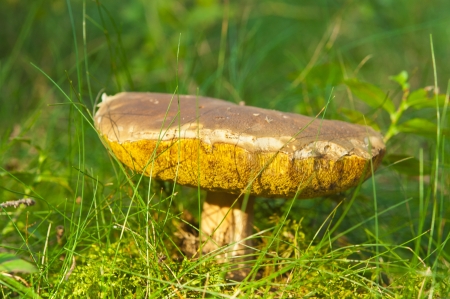 edible mushroom in the grassの写真素材
