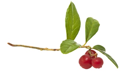 Cranberries isolated on white backgroundの写真素材