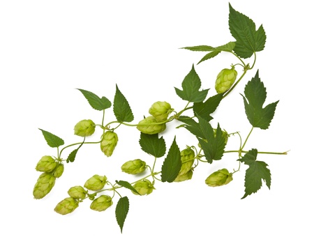 hops plant twined vine, young leaves isolate on whiteの写真素材