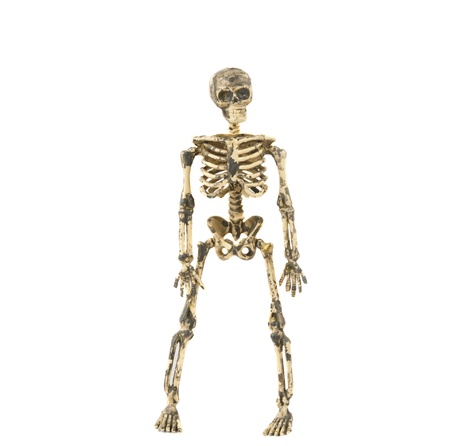 skeleton isolated on white backgroundの写真素材
