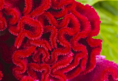 Macro image of dark red flower
