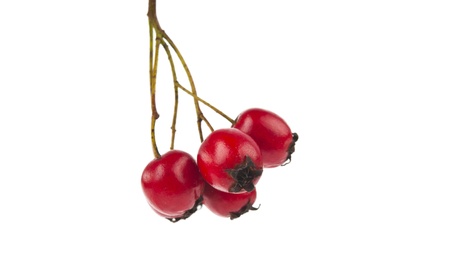hawthorn isolated on white background