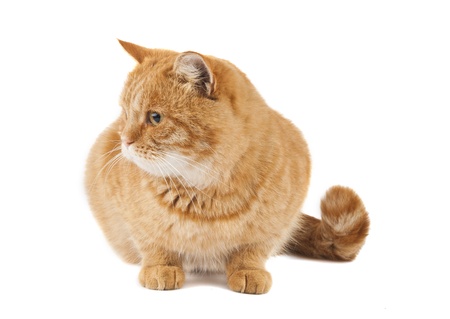 ginger cat isolated on white backgroundの写真素材