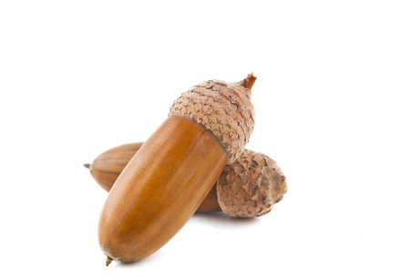Acorns isolated on white backgroundの写真素材