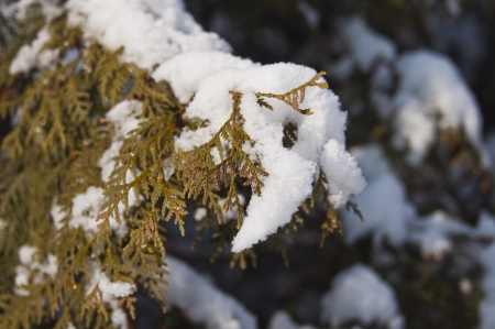 thuja branch in snowの写真素材