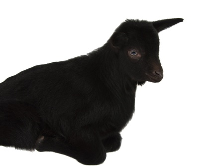 black goat isolated on white backgroundの写真素材