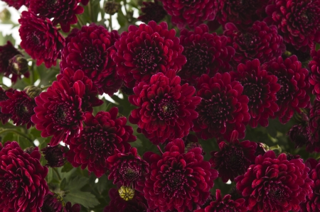 background of red chrysanthemums with ladybugの写真素材